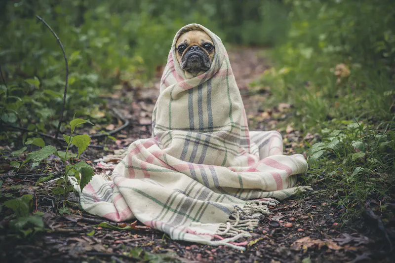 Building bonds with dogs: Positive training techniques and understanding their world.